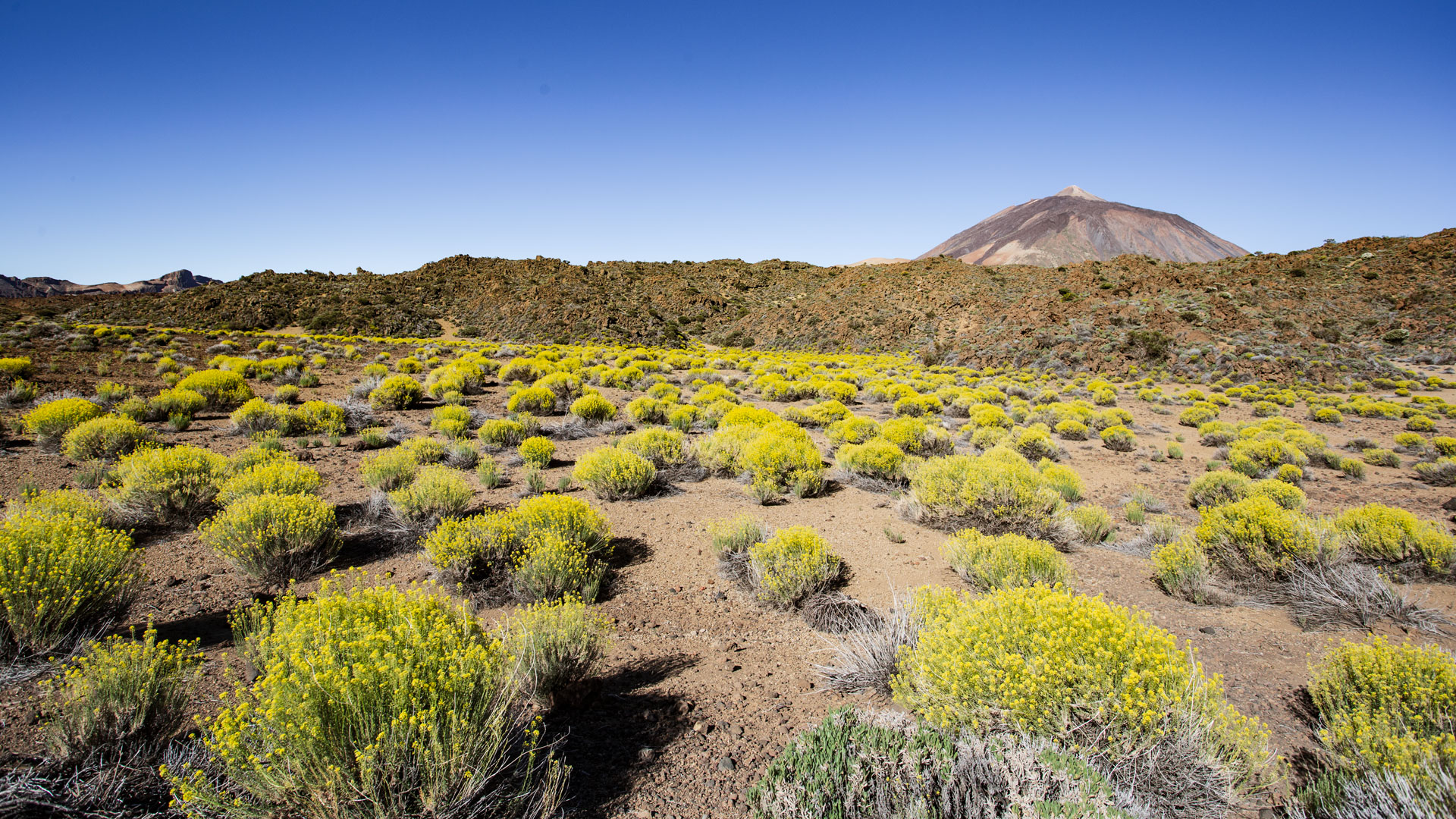 Die einzigartige Caldera de las Cañadas im Teide Nationalpark sunhikes